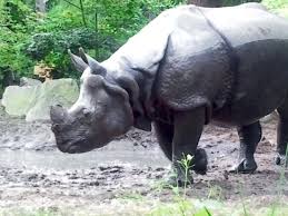 Kijk je ogen uit en ontdek de dino's in ons dinobos. Wauw Opgegeten Door Een Dino Aufnahme Von Amersfoort Zoo Tripadvisor