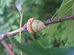 Valuable oak timber, adapted to dry soil, consistently produces acorns. Black Oak Purdue Fort Wayne