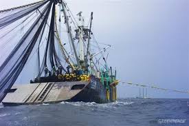 Purse seine tuna fishery supplying FCF Taiwan achieves MSC status – FFA's  TunaPacific: Fisheries news and views