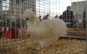Proprietà e differenze con le altre uova; Araucana La Gallina Dalle Uova Azzurre Legalline