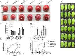 Image result for tomato seedling botrytis