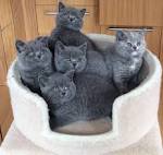 British Shorthairs for Sale in Woodbridge, VA | Cats on ...