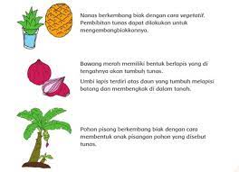 Maybe you would like to learn more about one of these? Daftar Jenis Tanaman Dan Cara Berkembang Biak Contoh Tanaman Yang Berkembang Biak Dengan Cara Vegetatif Seputar Lampung