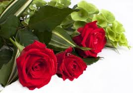 Free images nature white petal love macro natural romance. Beautiful Love Rose Flower Free Stock Photos Download 15 798 Free Stock Photos For Commercial Use Format Hd High Resolution Jpg Images