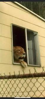 This was my aunts loin And I was scared of it 😂😂😂 I never went in her  house ever And my aunt was mean as shit lol 😂 😂😂😂😂 R.I.P To Mary