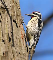 See more of integrated pest bird management & consulting on facebook. Why Woodpeckers Peck And How To Prevent Them From Pecking Your House Batzner Pest Control