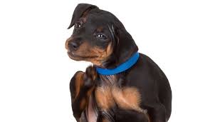 Seresto has 72 reviews with an overall consumer score of 3.9 out of 5.0. Seresto Flea Collar Reviews You Can Use Herepup