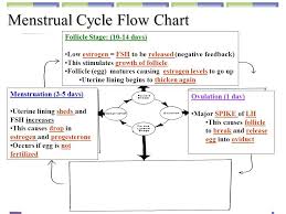 17 Circular Flow Chart With Shiny Red Heart Average Number
