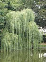 Salix Babylonica Babylonische Trauer Weide Tranen Weide Gunstig Kaufen Pflanzen Gartenpflanzen Garten