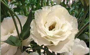 Guia Flor Lisianthus Branco Rosa Cultivo Caracteristicas