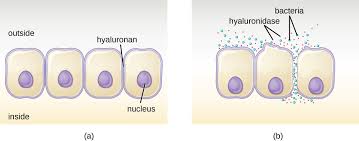 Check spelling or type a new query. Virulence Factors Of Bacterial And Viral Pathogens Microbiology