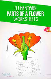 Parts Of A Flower Worksheet Parts Of A Flower Homeschool Science Curriculum Elementary Science Activities