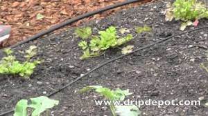 Drip irrigation for your garden. How To Setup A Drip Irrigation System For A Small Vegetable Garden Youtube
