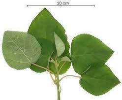 Image result for Urera