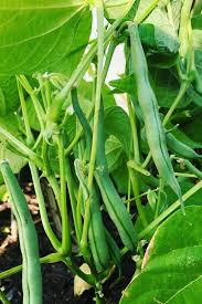 We did not find results for: 15 Best Vegetables To Grow In Pots And Containers Gardening Chores