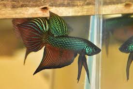 4 results for betta smaragdina. Wild Betta Smaragdina Ebay