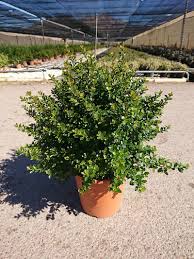 Image result for Myrsine africana