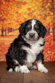 Check spelling or type a new query. Bernedoodle Breeders In Indiana Top 5 Picks 2021 We Love Doodles