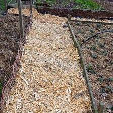 Plants that have loved wood chip mulch these 4 acorn squash plants, grown in a wood chip garden, produced over 50 squash. Tropical Gardening Helpline Wood Chips Work To Limit Weed Growth West Hawaii Today