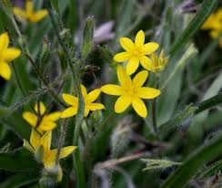 Image result for Hypoxis sp. A (as per FZ 12-3)