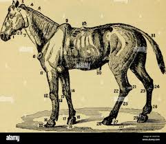 Image result for Glanders