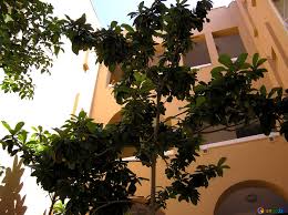 List of fruit trees with images: Fruit Trees Image Fruit Tree Near The House Images Turkey 21998 Torange Biz Free Pics On Cc By License