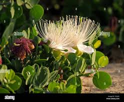 Image result for Capparis cartilaginea