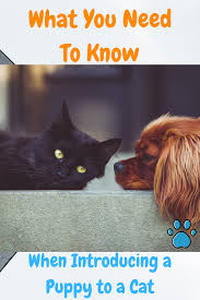 First impressions can make or break the future relationship. How To Introduce A Puppy To A Cat A Step By Step Guide Introducing Puppy To Cat Kittens And Puppies Puppy Training