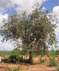 Image result for Combretum