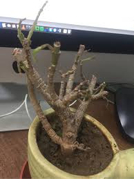 Check spelling or type a new query. Why Is My Jade Plant Dying Gardening Landscaping Stack Exchange