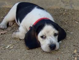 The main reason is it is believed that the creator of snoopy had a dog in his childhood called spike, that bears a strong resemblance to snoopy. Bodie And Ernie The Beagles Black And White Beagle Beagle Beagle Dog