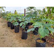 Bunganya pun cantik macam bunga raya. Beli 3 Percuma Baja Urea Anak Pokok Kacang Bendi Boleh Tanam Dalam Pasu Shopee Malaysia