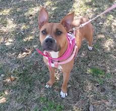 These three recently arrived in san diego from las vegas after their owner passed away. Boxer Puppies Rescue Texas The Y Guide