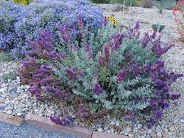 Jane And Mike Sullivan Please Note I Have Revisited This Garden In 2014 You Can Low Water Gardening Drought Resistant Landscaping Drought Tolerant Garden
