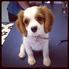 Primrose 10 Weeks King Charles Cavalier Puppy Www Cavaliersofroyalty Com King Charles Puppy Cavalier Puppy Cavalier King Charles