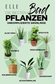 Zimmerpflanzen sind nicht nur dekorative grüne farbtupfer in der wohnung, sie können auch für gutes raumklima sorgen. Luftverbesserer Diese Pflanzen Sind Super Fur Die Wohnung Wohnung Pflanzen Pflanzen Pflanzen Zimmer