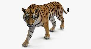 Tiger Walkig Pose 3d Poses Tiger Real Model