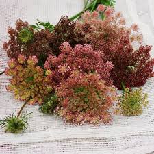 Image result for Daucus incognitus