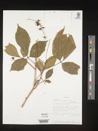 Image result for Allophylus ferrugineus