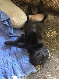 the first nights home with a new puppy new puppy puppies lab puppies