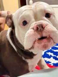 Glasses the Bully added a new photo.