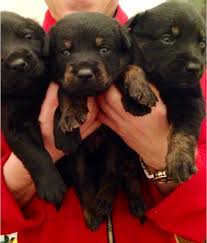 You will find rottweiler dogs for adoption and puppies for sale under the listings here. Labrottie Labrador Retriever Rottweiler Mix Info Puppies Pictures