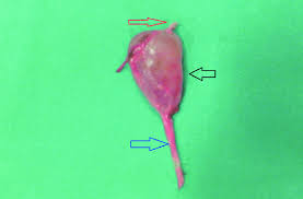 Image result for Spermacoce huillensis