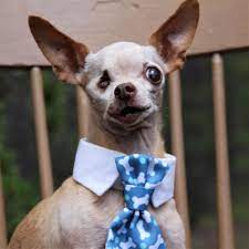 Fernando S First Gotcha Day Wish Chihuahua Love Chihuahua Breeds Cute Funny Animals