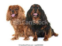 Cavalier king charles spaniel brown and black. Black And Tan Cavalier King Charles In Front Of White Background Canstock