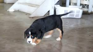 We did not find results for: Bunny Greater Swiss Mountain Dog Puppy For Sale Keystone Puppies