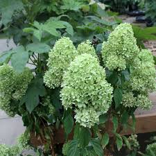Image result for Basella paniculata