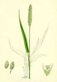 Image result for Setaria viridis