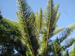 Check spelling or type a new query. Exotic Trees The Trees Flowers Of Whangarei