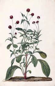 Globe Amaranth Gomphrena Globosa Moninckx J Moninckx Atlas Vol 1 T 18 1682 Globe Amaranth Flower Illustration Amaranth Flower